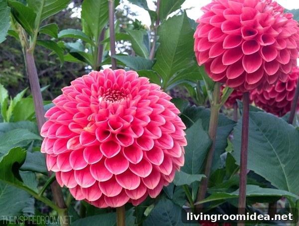 Visiting Butchart Gardens: What to See, When to Go, and Tips 7 Buchart Gardens - The Inspired Room Blog
