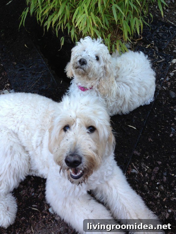 jack and lily
