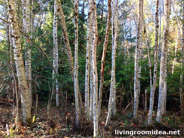 Decorating with Branches: Creative Natural Home Decor Ideas 3 nature walk for decorating