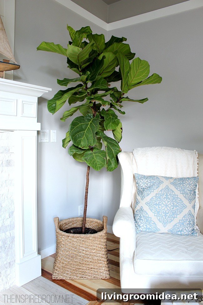 Fiddle Leaf Fig Tree Pruned