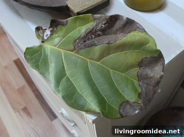 Fiddle Leaf Fig Fail