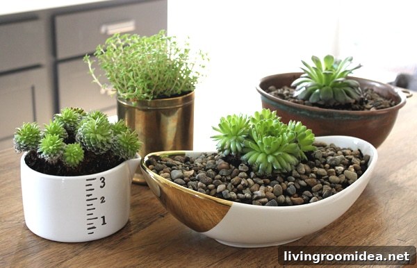 Succulent Gardening