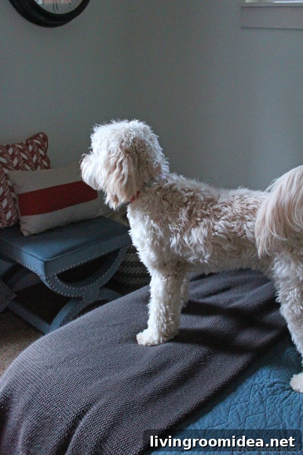 Lily the Labradoodle