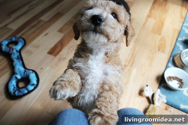 Bella - Australian Labradoodle