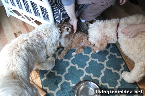 Living with Pets at Home: Meet Bella, Our Loving Rescue 4 Jack Lily and New Cousin