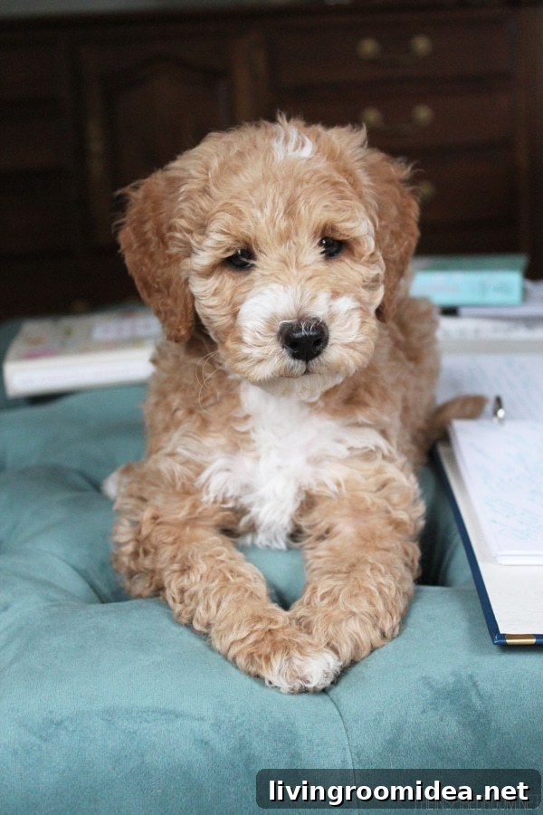 Australian Labradoodle - Bella