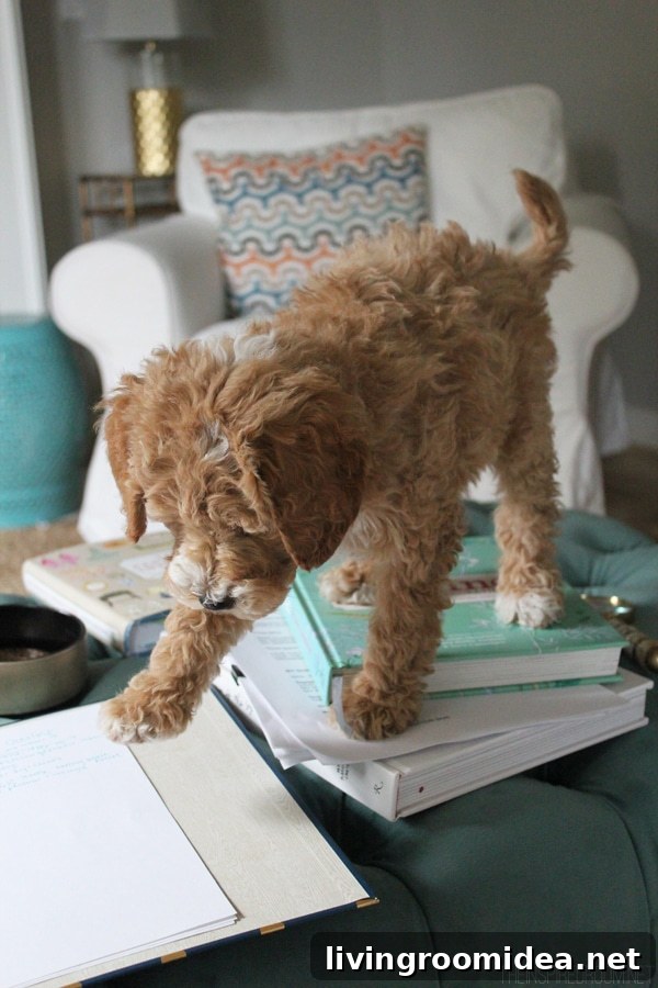 Bella the Australian Labradoodle