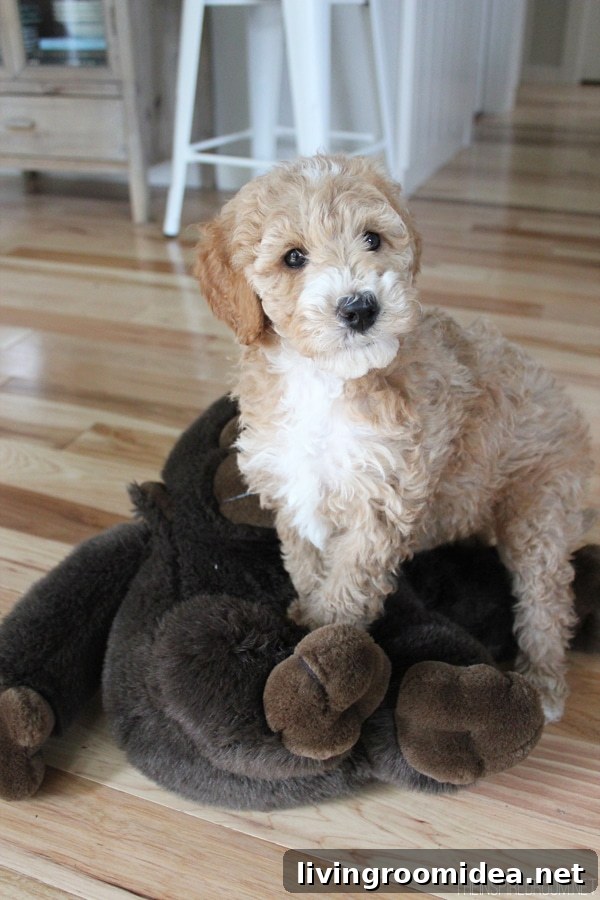 Australian Labradoodle from The Inspired Room