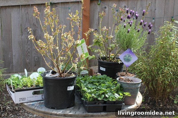 Spring Gardening Tips and a Seattle Garden Party Invitation 5 Spring Gardening