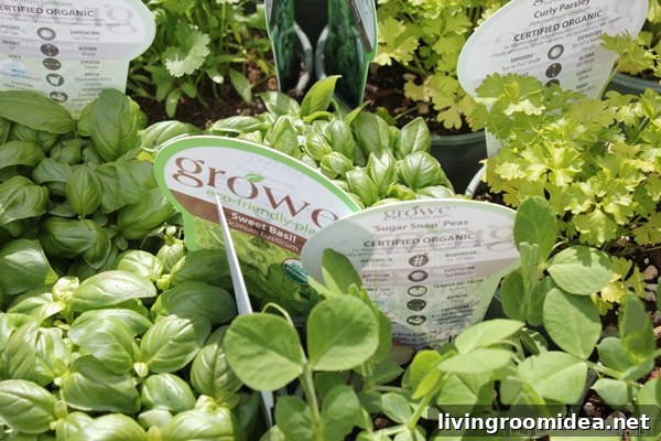 Spring Gardening Tips and a Seattle Garden Party Invitation 6 Sweet Basil