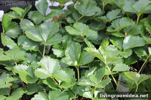 Spring Gardening Tips and a Seattle Garden Party Invitation 7 Strawberry Plants