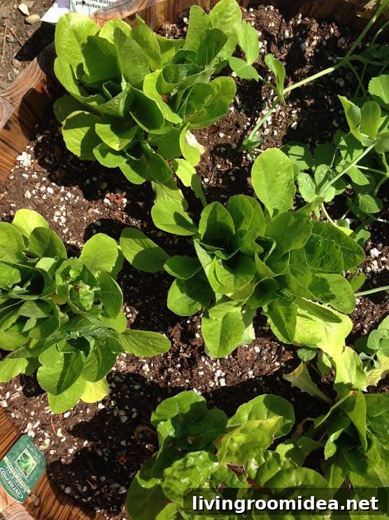 Lettuce in Whiskey Barrels