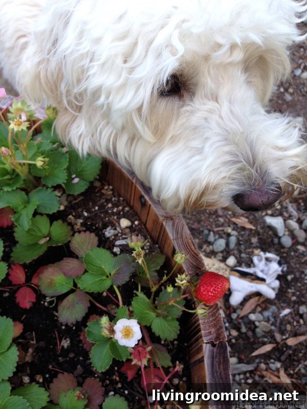 Backyard Garden Update: What’s New This Season 2 Strawberry Garden in Barrel Planter - Lily the Australian Labradoodle