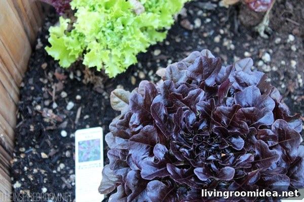 Backyard Garden Update: New Plants, Layout, and Progress 3 Vegetable Garden in Barrel Planter- The Inspired Room Yard Update