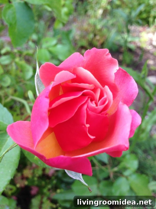 Backyard Garden Update: New Plants, Layout, and Progress 6 Pretty Pink Rose - Updates to the Backyard by The Inspired Room