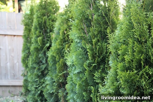 Backyard Garden Update: New Plants, Layout, and Progress 9 Evergreen Trees - Backyard Progress from The Inspired Room