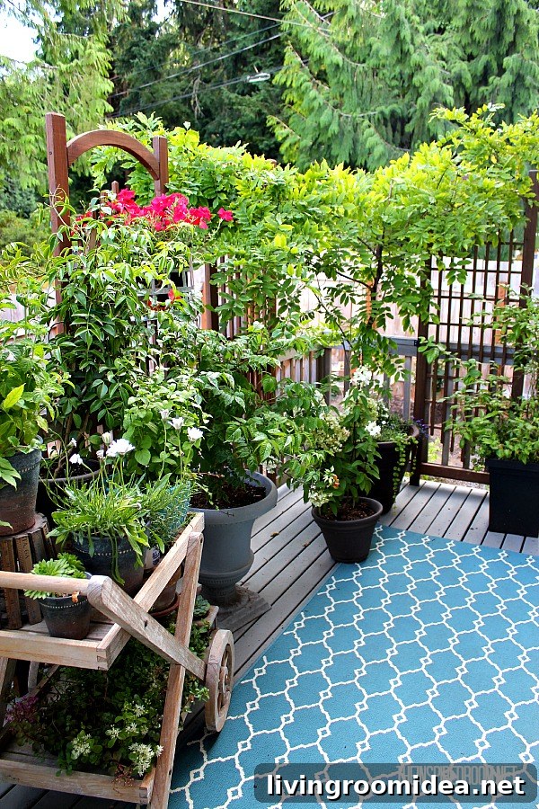 plants on back deck