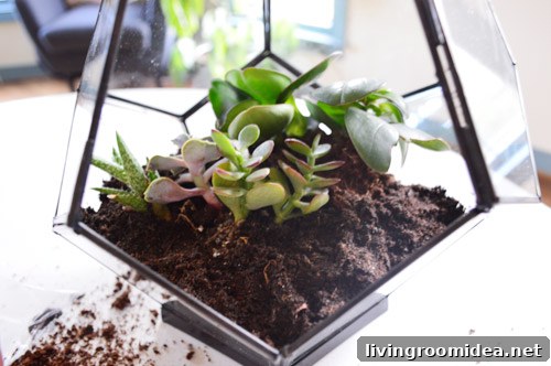 How to Build a Beautiful Terrarium at Home 11 img 63085 10