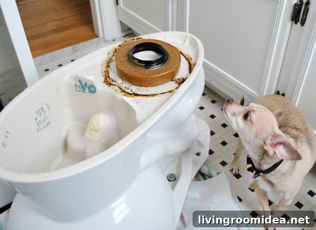 New Wax Ring On Bottom Of Toilet Bowl For Installation With Dog Sniffing