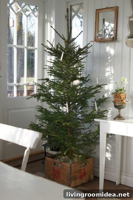 Christmas tree in crate