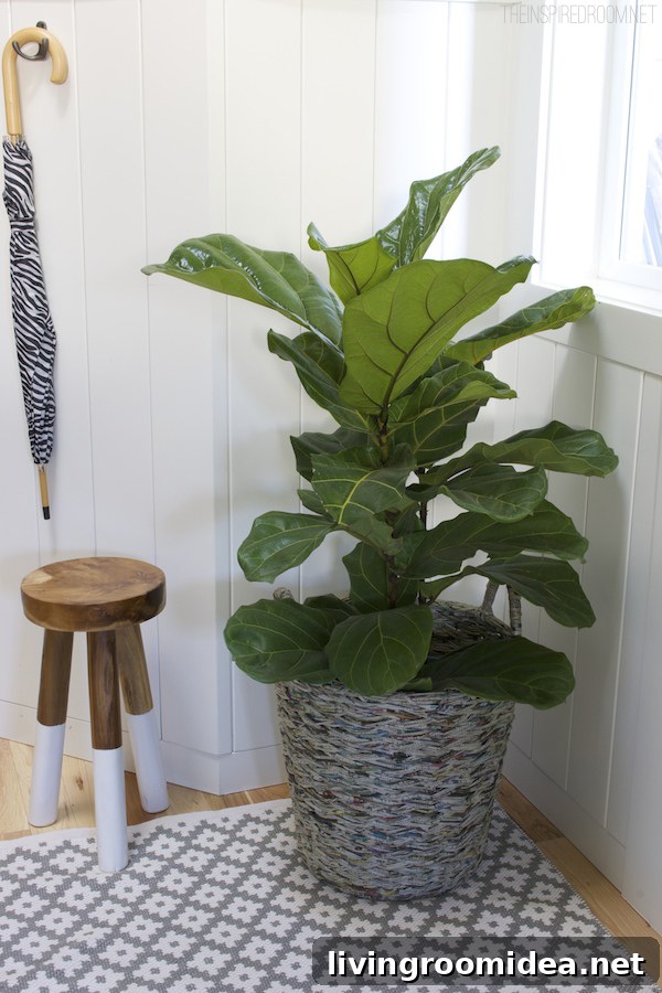 Fiddle Leaf Fig Care: How to Help Your Plant Thrive 2 Fiddle Leaf Fig Tree in the Entry - The Inspired Room