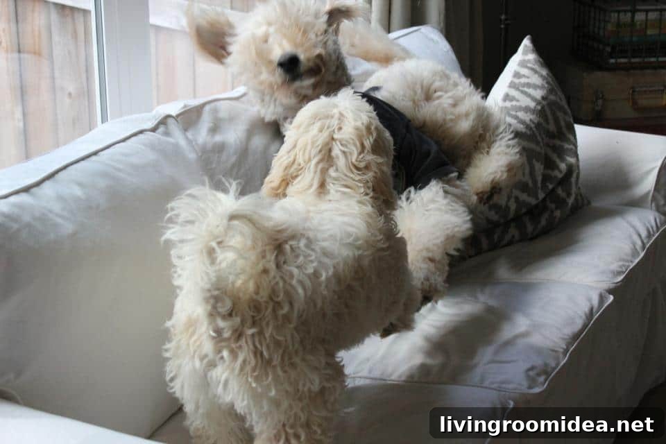 The Truth about White Slipcovered Sofa and Dogs