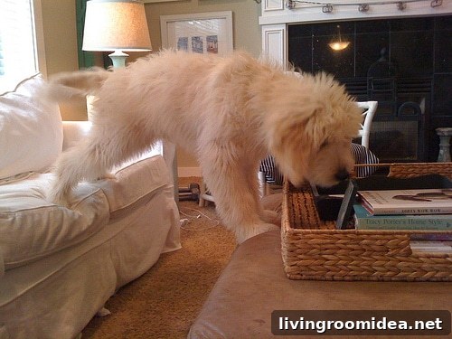 jack-goldendoodle-planking-puppy