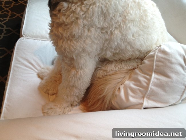 Jack the Goldendoodle - White Slipcovered Sofa