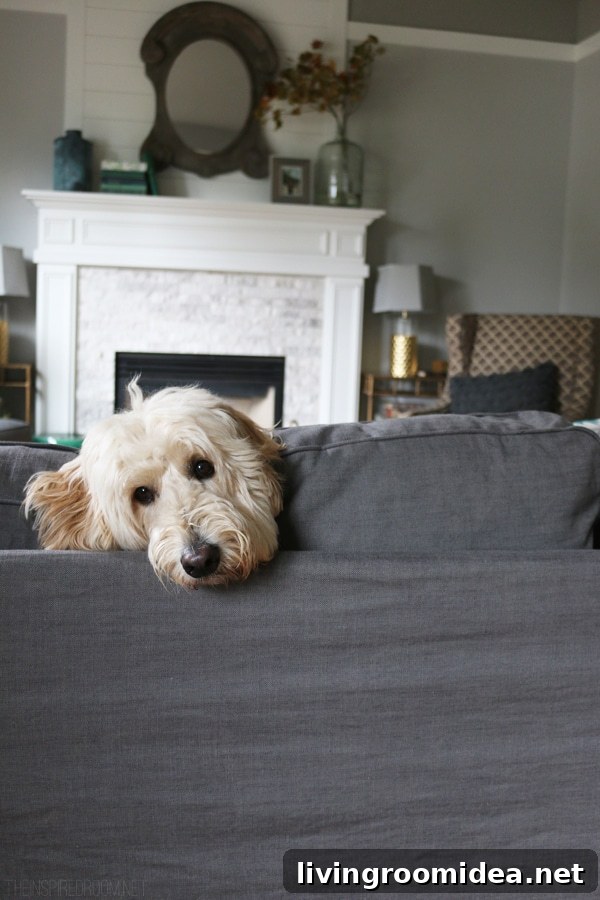 The Inspired Room - Jack the Goldendoodle