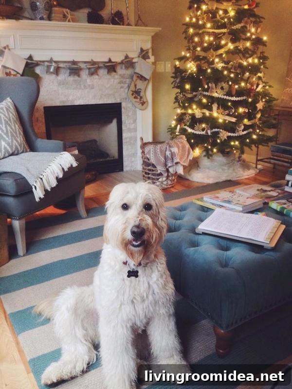 Jack the Goldendoodle - The Inspired Room