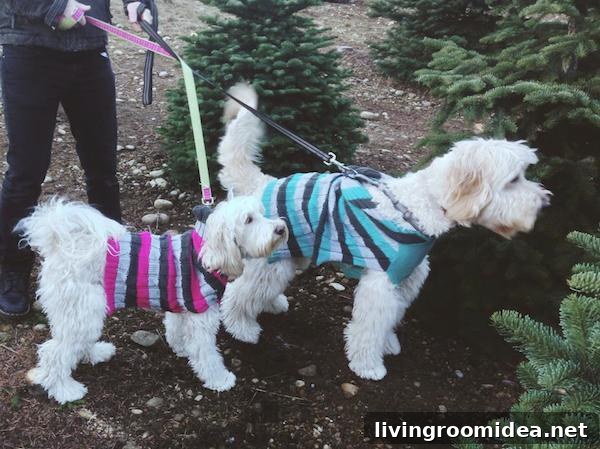 Jack and Lily - Goldendoodle and Labradoodle