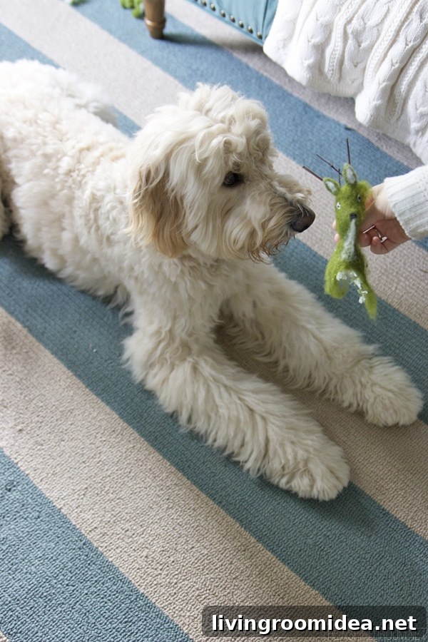 Jack the Goldendoodle - Christmas - Dog Shaming