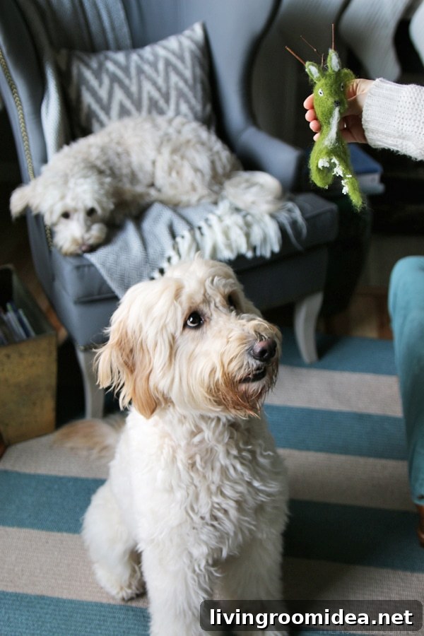 Jack the Goldendoodle and Lily the Labradoodle - Dog Shaming