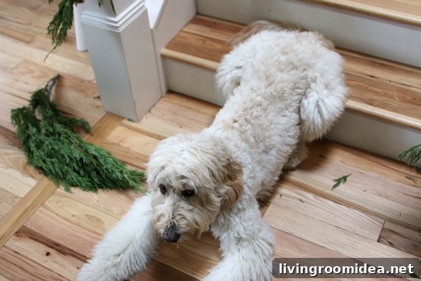 Jack the Goldendoodle - Christmas Unraveling - Dog Shaming