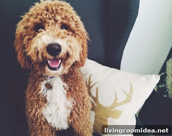 Warm Christmas Wishes from Our Home to Yours 10 Bella - Labradoodle - The Inspired Room Christmas