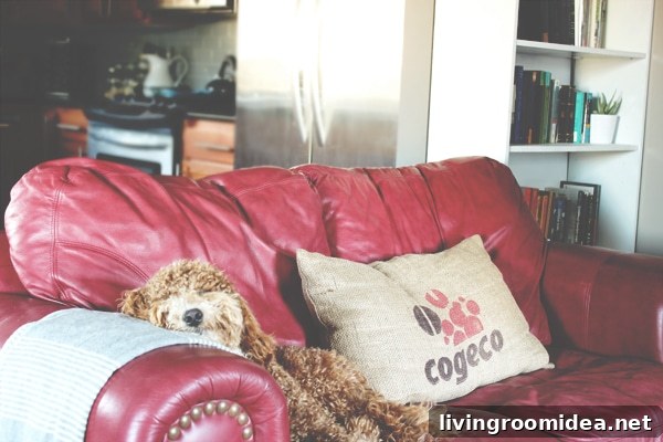 Bella the labradoodle