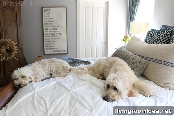 Jack and Lily - Goldendoodle and Labradoodle- The Inspired Room