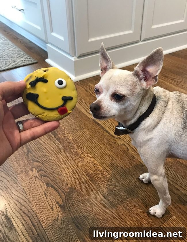 Dog with cookie