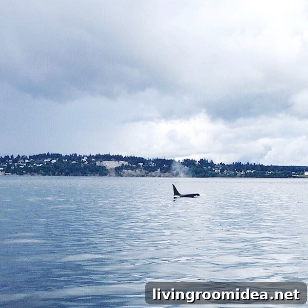 Orca Whale Sighting - Port Townsend Whale Watching - The Inspired Room