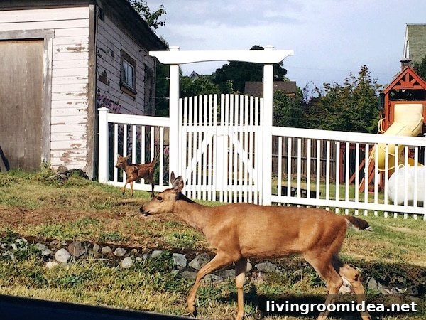 Port Townsend Deer