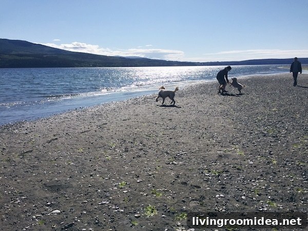 Beach Dogs - Port Townsend