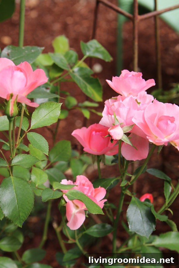 Roses in the Backyard - The Inspired Room
