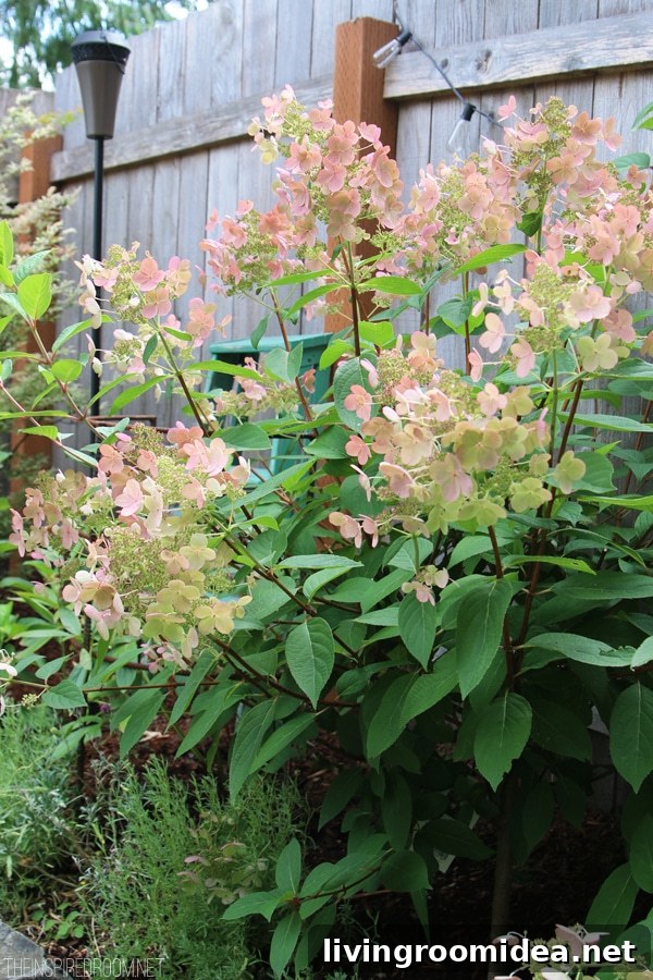The Inspired Room - Backyard Hydrangeas