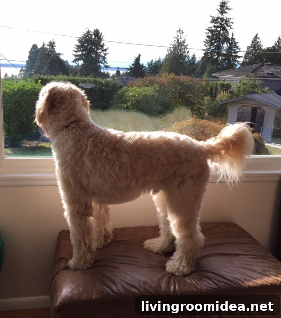 Jack the Goldendoodle checks out the view at his new house