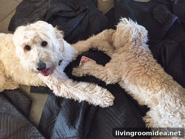 Moving Checklist: 10 Essential Tips for Planning Your Move, Part 2 6 Jack and Lily - Goldendoodle nad Labradoodle