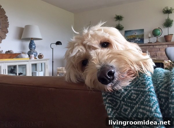 Jack the Goldendoodle - The Inspired Room