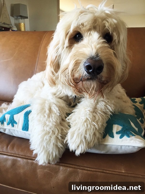 Jack the Goldendoodle / The Inspired Room