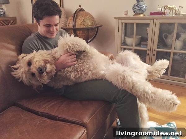 Jack the Goldendoodle - Getting Cozy - The Inspired Room blog