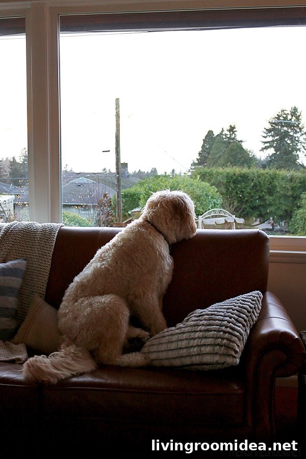 Christmas Living Room Makeover: New Rug and Holiday Decor Update 14 Jack the Goldendoodle - The Inspired Room
