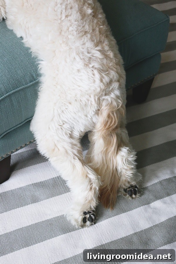 Spring Home Refresh with Birch Lane: Stylish Decor Ideas 7 The Inspired Room Spring Refresh - Birch Lane Nailhead Trim Larson Ottoman - Jack the Goldendoodle
